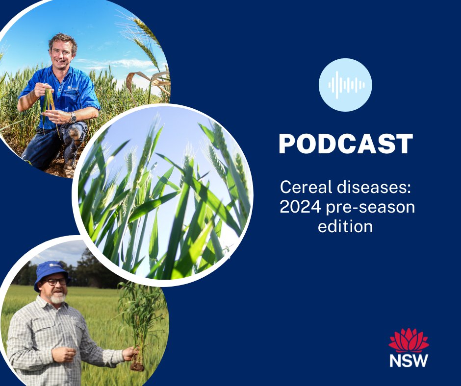 🎧Cereal diseases: the 2024 pre-season edition 🎧 DPI's Brad Baxter & Steve Simpfendorfer talk through: -How the season's looking -Disease issues -How to mitigate for these ....& who ate the most Easter chocolate 🐰 brnw.ch/21wIuj4 @theGRDC @GRDCNorth @NSWDPI_AGRONOMY