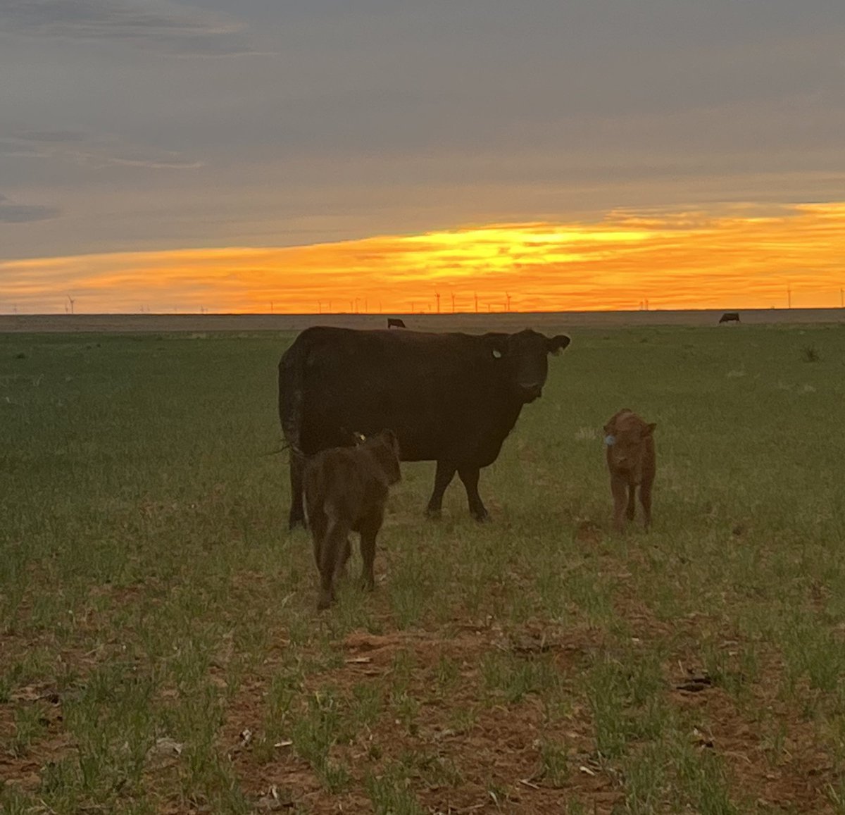 FarmsKey's tweet photo. Babies everywhere! 
#calving #Texas #Anguscattle #cotterkeyfarms https://t.co/1whZeUGXkG