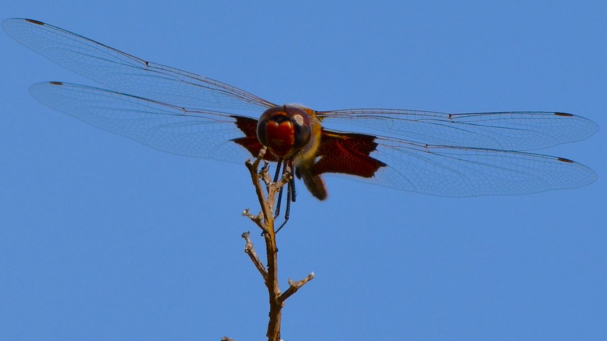 On a walk in the neighborhood last week I spotted a Carolina Saddlebags #dragonfly perched at the very top of a crape myrtle tree, staring right at me! Well, so it seemed at least. #OrlandoFL #dragonflies #insects #InsectThursday #ThePhotoHour #nature #TwitterNaturePhotography