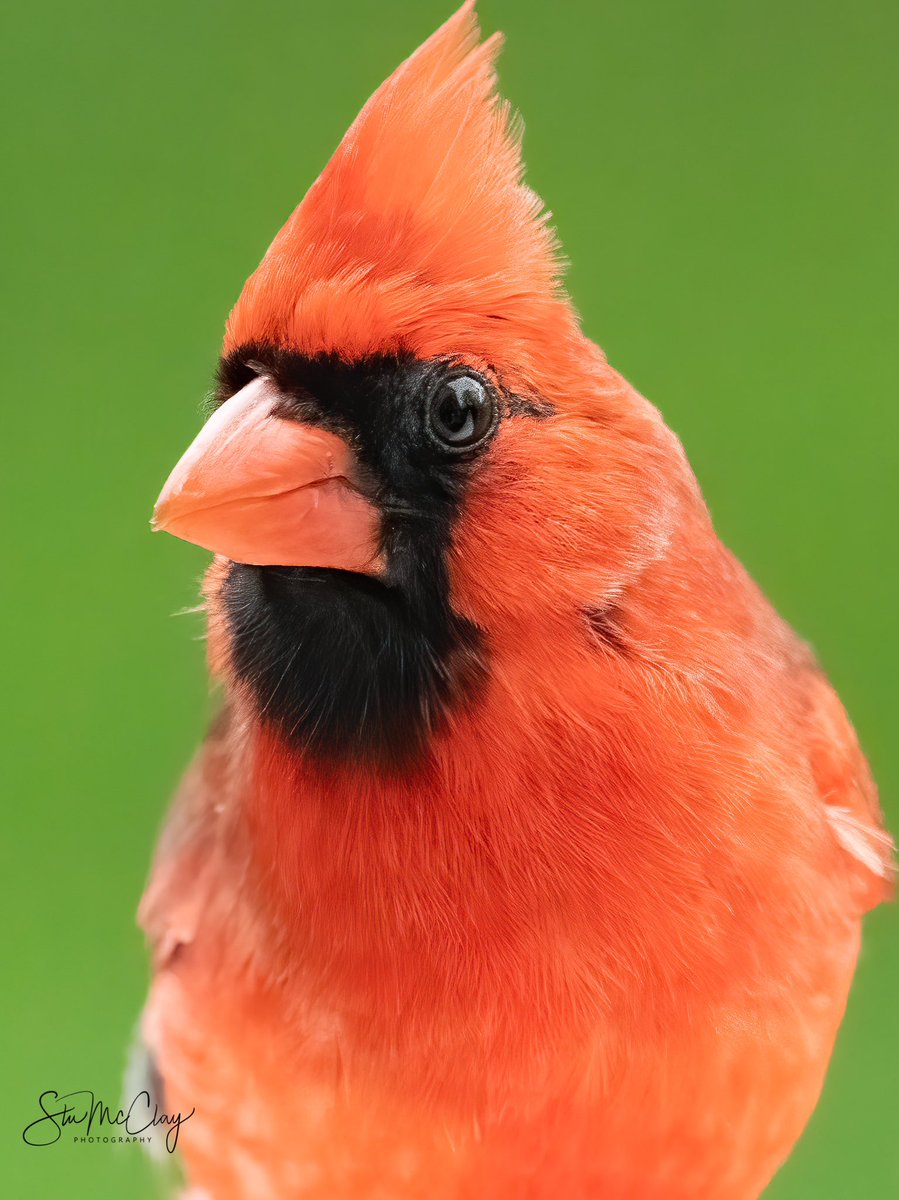 Northern Cardinal