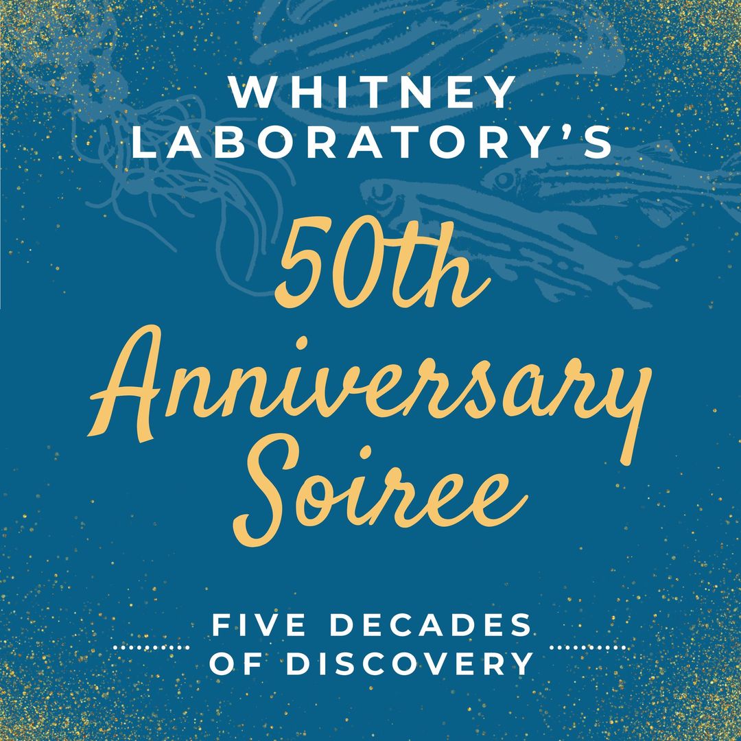 Next week we'll be celebrating 5 decades of scientific discovery at the Whitney Lab! Friday, April 12, 6-8:30pm EST Join us for heavy hors d’oeuvres, music and a marine-focused silent auction to power our current (and future) programs. Details 👉 whitney.ufl.edu/news--events/5…