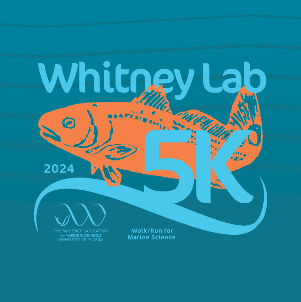 Join us for our Whitney Lab 5K (virtual or in-person) walk/run! Proceeds help fund our community lectures, public education, facilities improvements, public events, and critical student experiences at the lab. Race date: APRIL 14 @ 8AM EST Register 👉 whitney.ufl.edu/news--events/w…