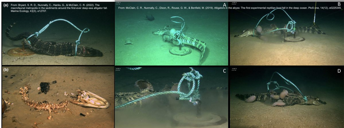 Prof. Katie Hinde tweet media