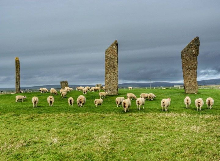 Scottish_Banner's tweet photo. The gathering of the Clans at the #StandingStonesOfStenness, the oldest #stonecircle in #Orkney
📷:JC House via #VisitScotland
#StandingStones #LoveOrkney #Scotland #ScottishBanner #LoveSheep #LoveScotland #AncientScotland #Alba #NeolithicScotland #Sheep #ScotlandIsCalling https://t.co/gwZ58Q7pG1