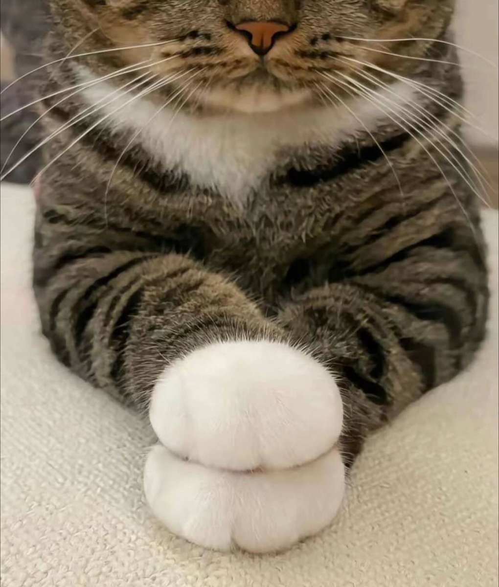 PunchingCat's tweet photo. talk to the hand https://t.co/70asAr0rJR