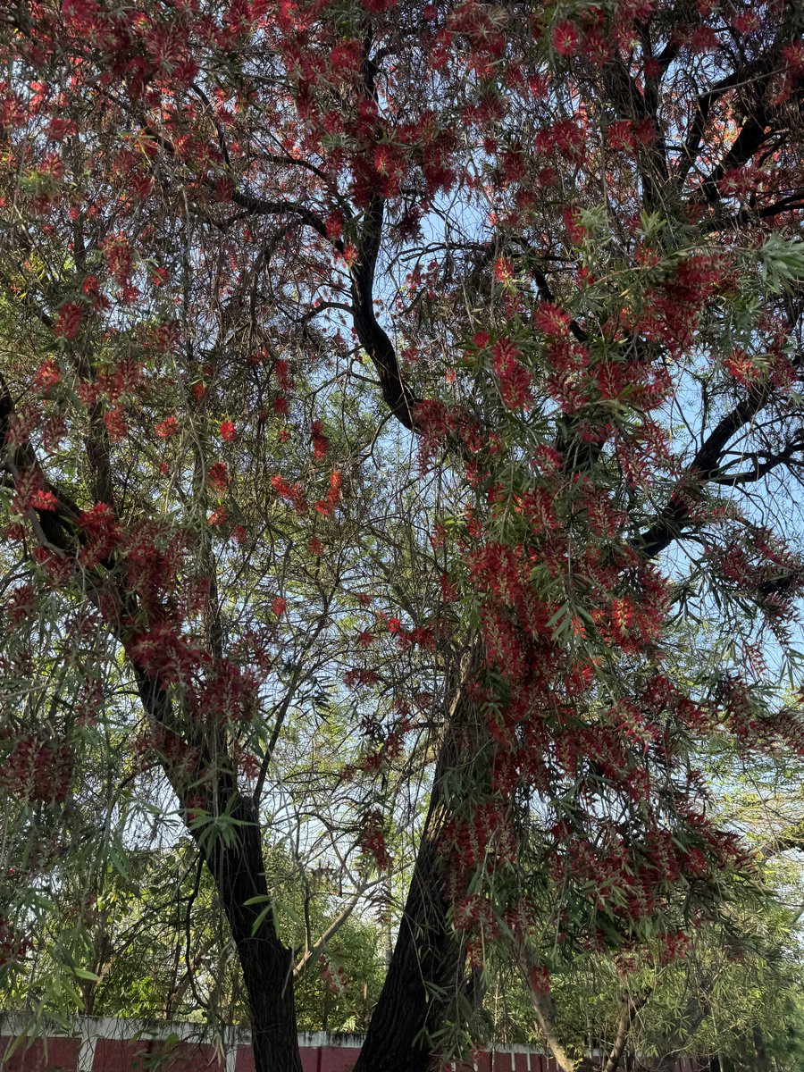 देख फूलों से लदे धूप नहाए हुए पेड़ हँस के कहते हैं गुज़ारी है ख़िज़ाँ भी हम ने…!

New Delhi, India 

#savetree #saveearth #photography #DailyPictureTheme #dailypic