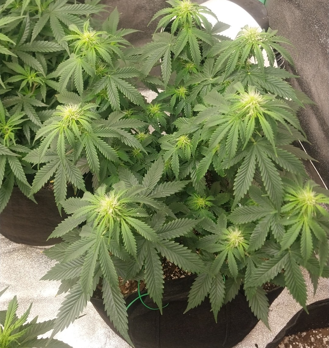 destroyer1990x's tweet photo. Northern Lights AUTO FLOWER, my first set of Auto's, and this one is budding already!! 

#MDOLW #WeedLovers #growyourown #medicine https://t.co/gIPA9HSUbN