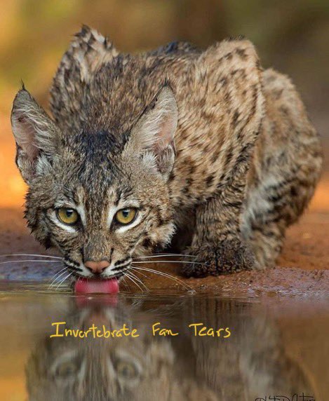 Natick Bobcat tweet media