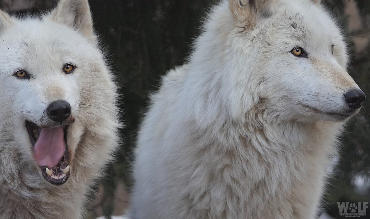 Which wolf are you this morning? Alawa (L) or Nikai (R)?