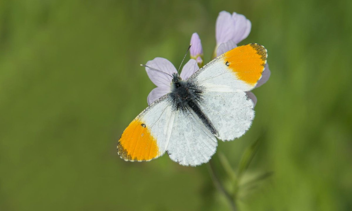 Butterfly of the month: Orange-tip butterflies Orange-tip butterflies hatch from the pupae stage in early/mid-April onwards and can be spotted patrolling their territories along country lanes and down woodland tracks from early July.