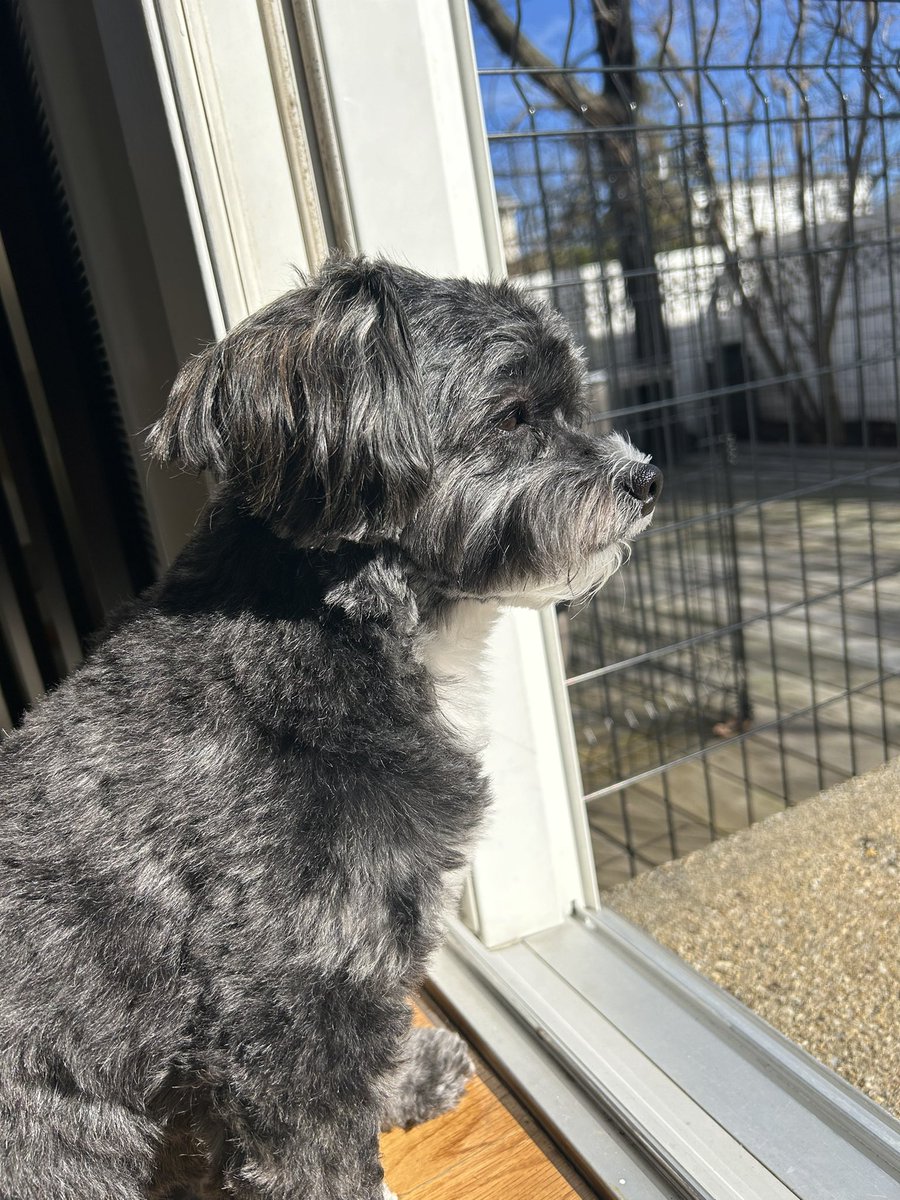 Waffles #WontLookWednesday (but me is lookin, Mama!)🚫👀 Narrator: Squizzers. She’s lookin at da squizzers 🐿️🌳 #dogsofX #Xdogs #dogsoftwitter #dogsoftwittter #dogsontwitter #Wednesdayvibe