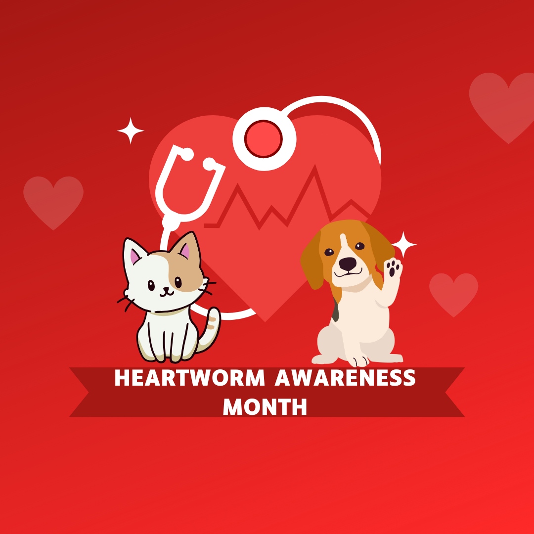 Keep your pet's heart beating strong. Celebrate Heartworm Prevention Month with us! 💪🐾 

#BocaPalmsAnimalHospital #BocaRaton #Veterinarian #AnimalHospital #PetVaccinations #BoardingServices #PetSurgery #PetMicrochipping #ExoticVet #AvianVet #NoseToTail