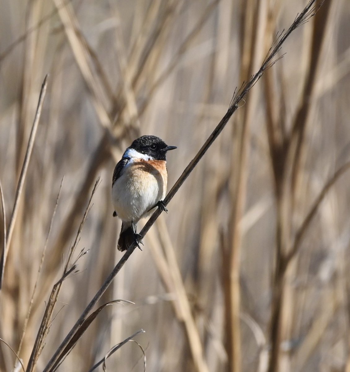 #1472 Common Stonechat

Holding on!! 

#dailypic #IndiAves #TwitterNatureCommunity #birdwatching #ThePhotoHour #BBCWildlifePOTD #natgeoindia