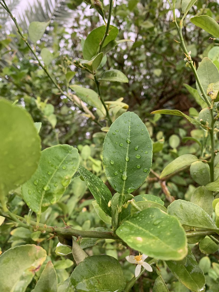 منظر كل شيء بعد المطر يعطي شعور الإمتنان على هذي النعمة🌧️💕💕💕💕💕!!!!