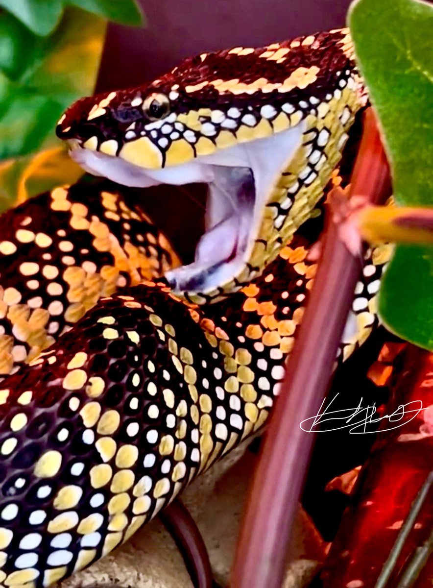 Tropidolaemus wagleri