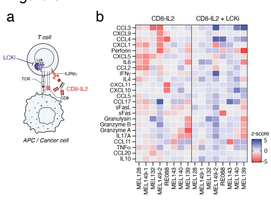 Reinvigoration of dysfunctional T cells in cancer using CD8-targeted IL2 doi.org/10.1158/2159-8… doi.org/10.1158/2159-8…