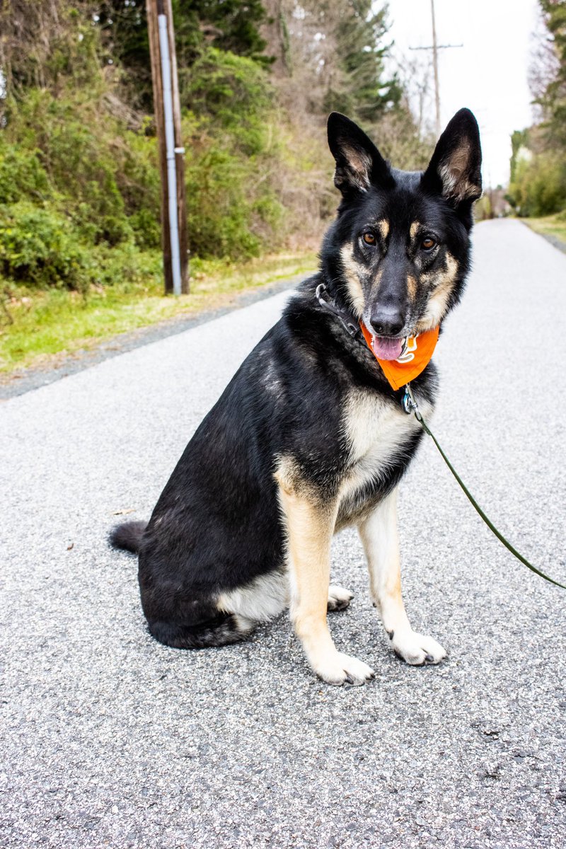 Kaiser says hi 👋🏼  <a href="/DRiceHockey/">Dan Rice</a> <a href="/AllieMorse/">Allie Morse</a>