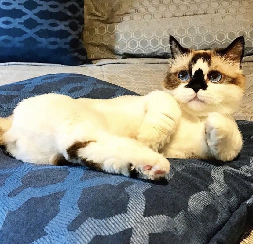 Albert Baby Cat $ALBERT tweet media