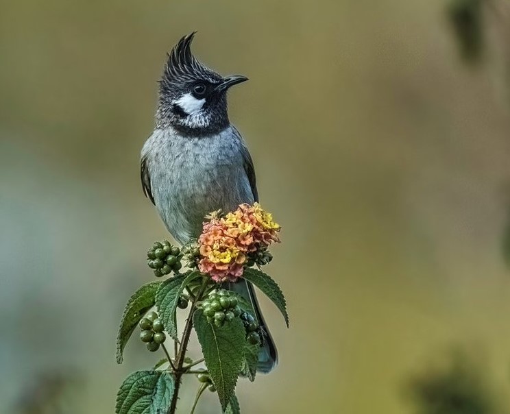 'Remember to look up at the stars and not down at your feet.' Himalayan bulbul #TwitterNatureCommunity #IndiAves #NaturePhotography #BBCWildlifePOTD #NatureBeauty #BirdsOfTwitter #Birds2024