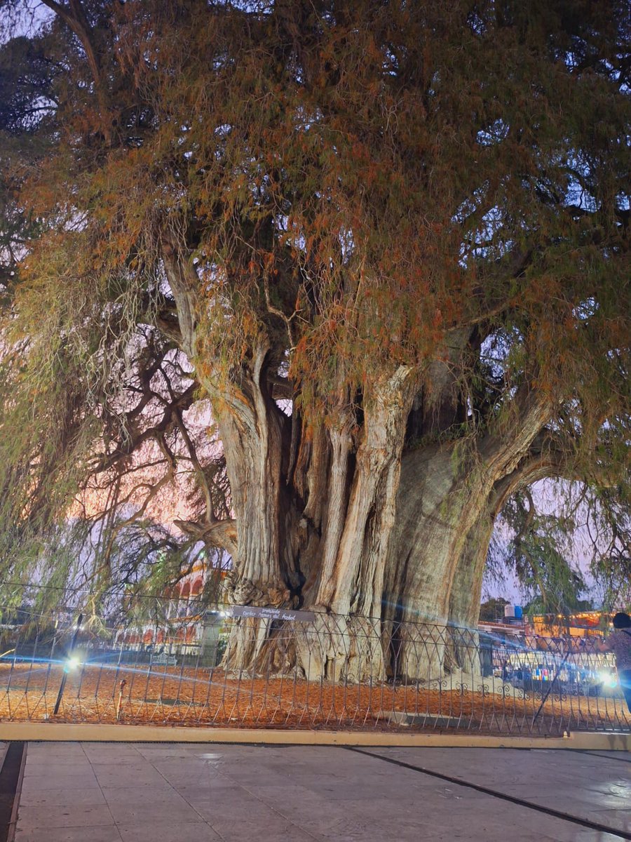 sergiojgrmx's tweet photo. El árbol del tule, tesoro natural y cultural de Oaxaca, muestra deterioro por la sequía y por el sistema de iluminación artificial que altera sus procesos biológicos, como la fotosíntesis y la producción de hormonas. (Fotos de M. Rodríguez) https://t.co/iuDagtQENU