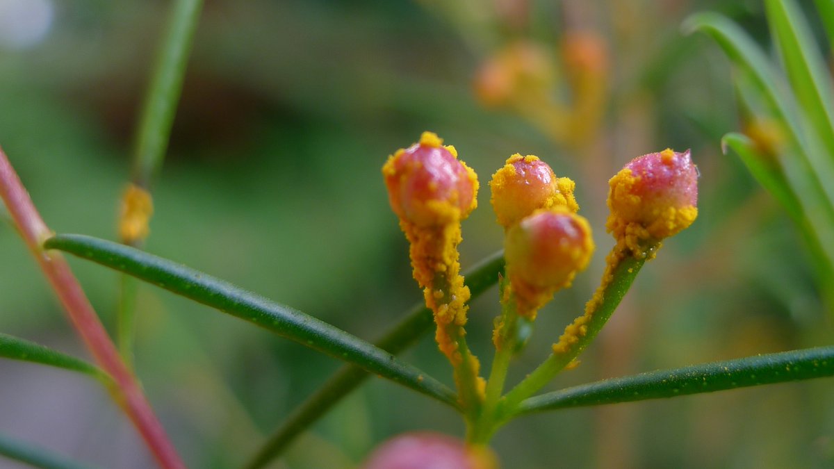 NESPLandscapes's tweet photo. What are the impacts of the invasive disease, myrtle rust? 🍂

'Roots of Resilience' is a new collaborative film that gives voice to First Nations’ perspectives, connections and concerns around forests and forest health.🌱🌳

🎥 https://t.co/WK8fYS6L3h #MyrtleRust @DAFQld @DCCEEW https://t.co/3t2szh06dx