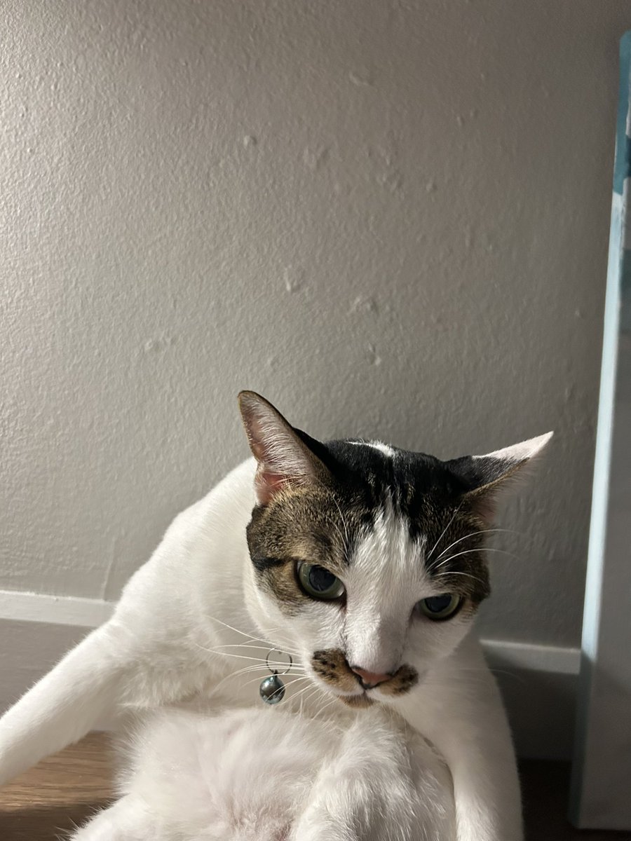 asrhmint's tweet image. 🫧
#panpanmeme2024