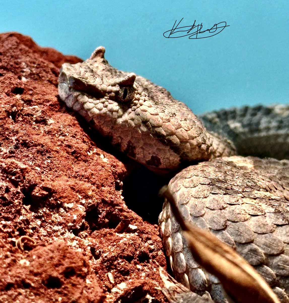 Mixcoatlus melanurus - Black-tailed horned viper