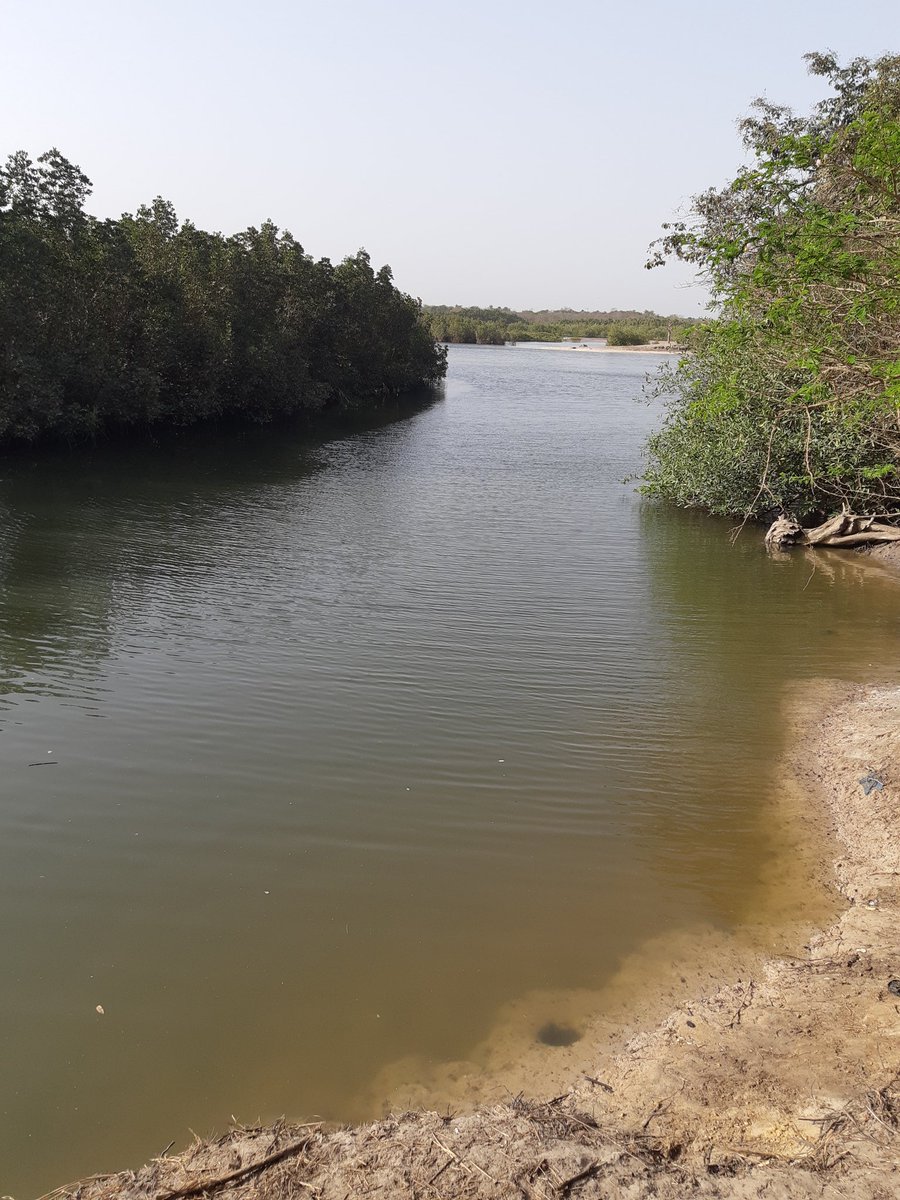 The Gambia smiling coast of Africa 🇬🇲🇬🇲🇬🇲😃😃😃🏖🦢🦢