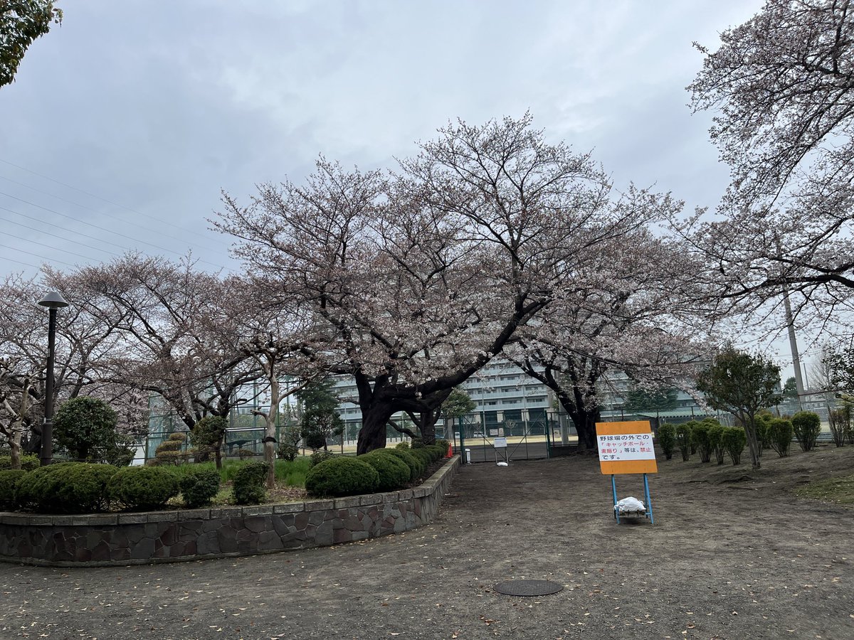 おはようございます。 昨日の鹿沼公園の桜🌸は、2〜5分咲きでした。 週末が見頃になりそうです。 本日は12時に契約があります。 #小田急相模原　#賃貸　#ミカハウジング