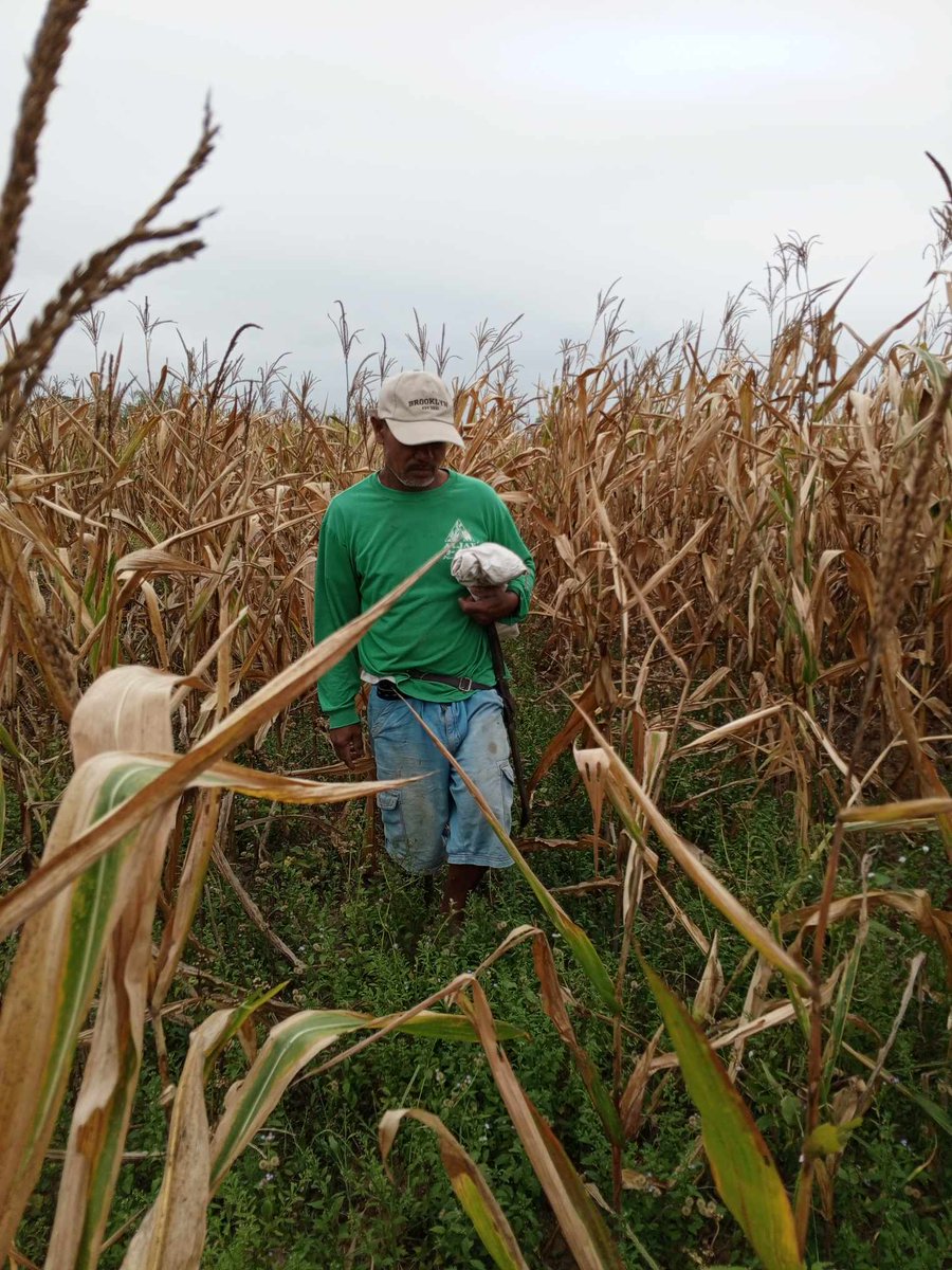 #ELNino | Mga tuyong maisan at palayan sa Tumauini, Isabela

Halos P2- bilyon na ang danyos sa agrikultura. Panawagan ng mga magsasaka, hindi pautang kundi kumpensasyon at ayuda sa mga magsasakang apektado ng El Nino.

#ElNinoPH
#MarcosPalpak
#MarcosPestesaMagsasaka