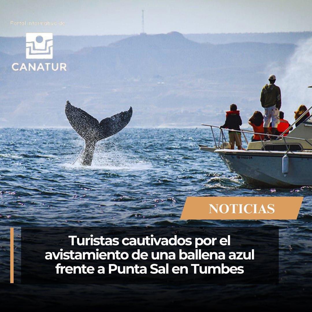 CanaturdelPeru's tweet photo. Este emocionante avistamiento no es un hecho aislado, ya que también se han reportado avistamientos de ballenas azules en las cercanías de Cabo Blanco y otros puntos de la costa norte, subrayando la riqueza y diversidad de la vida marina en estas aguas.
#tumbes #puntasal https://t.co/ZduErHpwDp