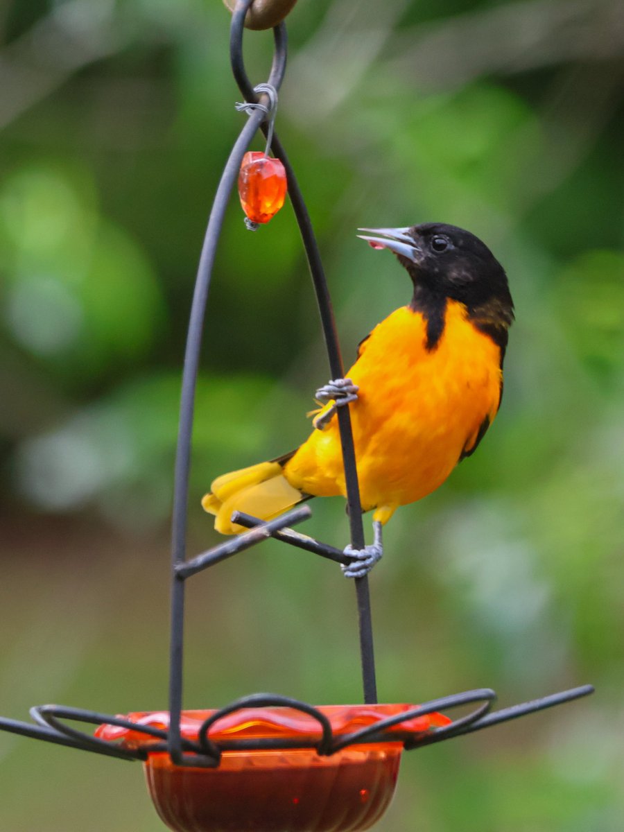 Love this visitor! #baltimore #oriole #BirdsSeenIn2024 #BirdsOfTwitter #jelly