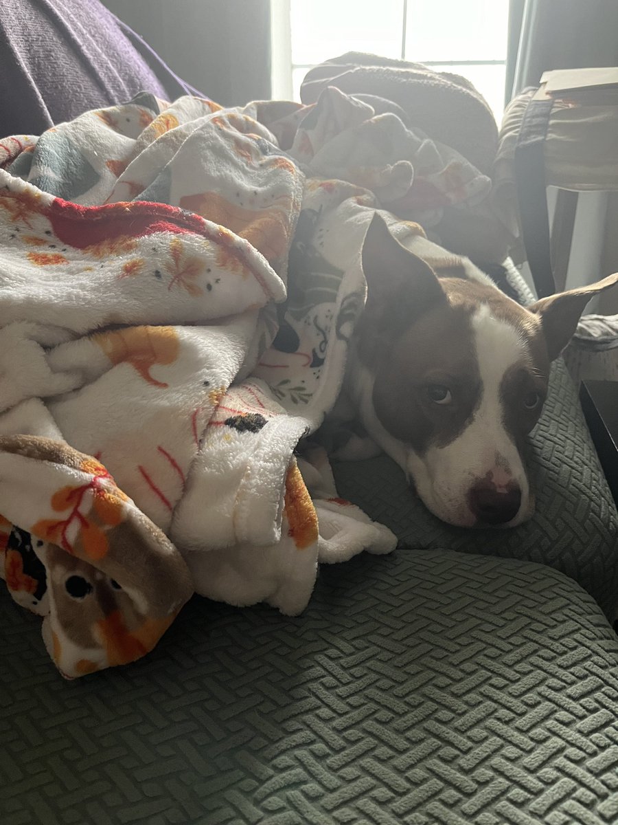 GetScaredLater's tweet photo. Pupperito while mommy works https://t.co/Wnc2152h3y