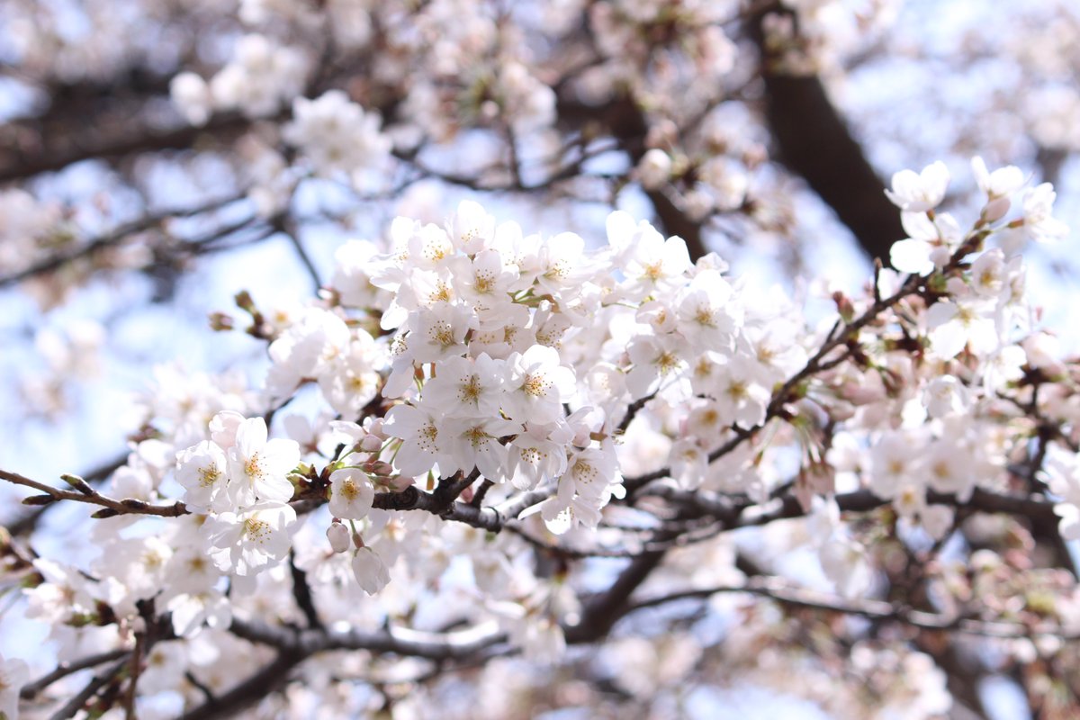 Wisdom2Japan's tweet photo. 桜の開花が楽しみな毎日！蕾は刻々と花びらを開き、花の一生を目のあたりにします。この世界に変わらないものなど何もありません。物事は日々変化しています。昨日と同じ自分はもうそこにいません。変化を恐れずに受け入れて楽しみましょう！変化を続ければやがて美しい花が咲く！#マインドフルネス https://t.co/EfCZPhkHIh