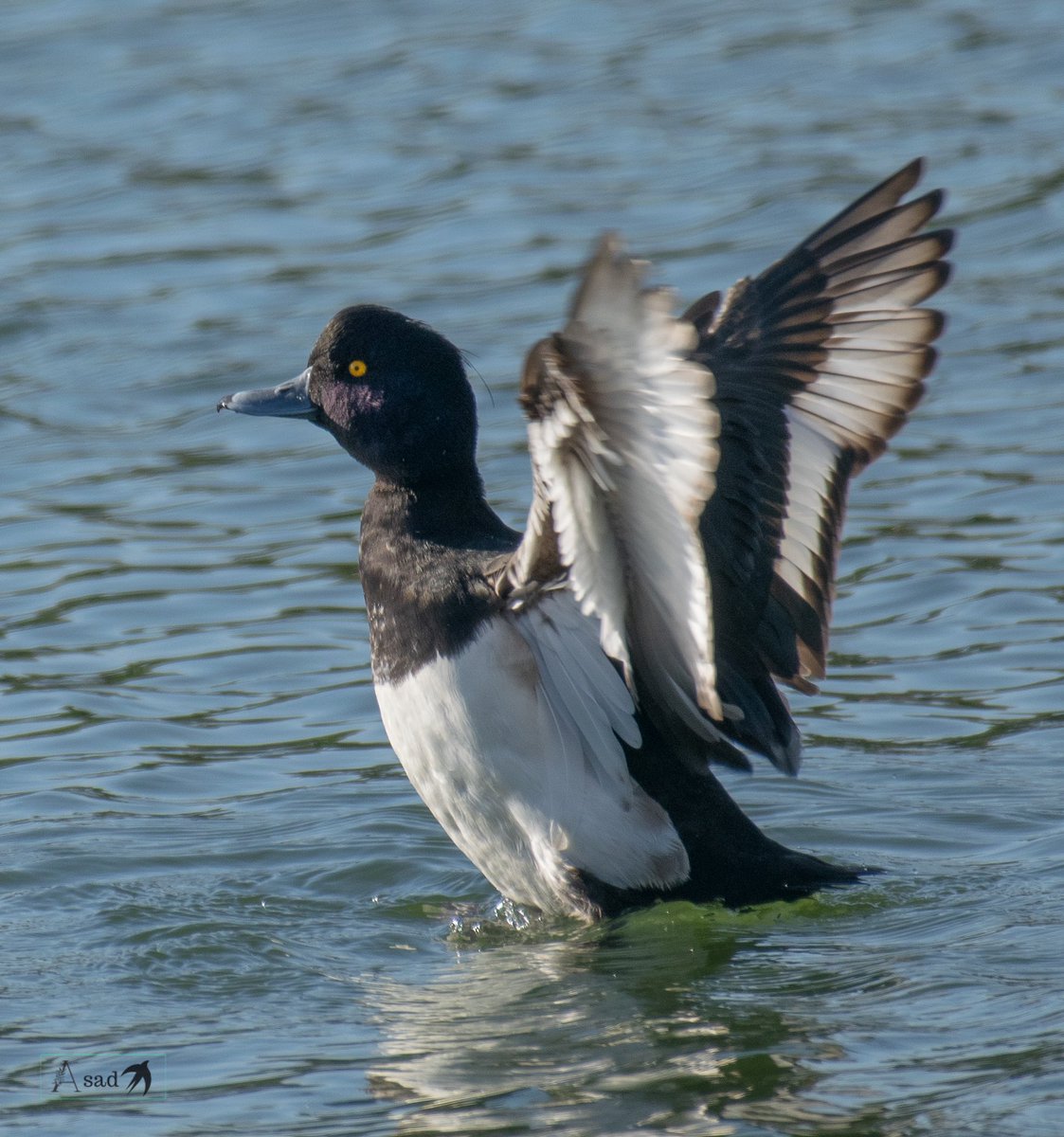 Tufted duck male is all black except for white flanks and a blue-grey bill with gold-yellow eyes, it breeds in northern Eurasia and migrates in winters to Southern Asia and Africa. #IndiAves #birdphotography #birdwatching #BirdsOfTwitter #birding