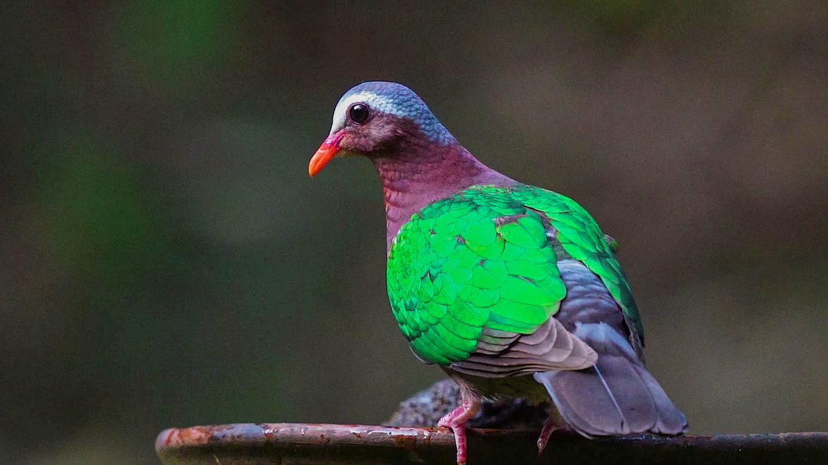 Competition: Use your machine-learning skills to identify under-studied Indian bird species by sound. Help advance ongoing efforts to protect avian biodiversity in the Western Ghats, including those led by V. V. Robin's Lab at IISER Tirupati. kaggle.com/competitions/b…