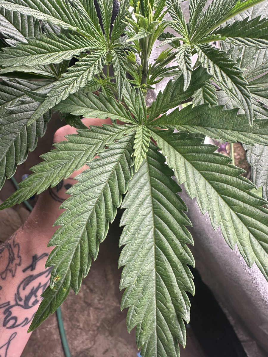 Culled this Wappa x Tuna God Bud Neat lil mutation. Under different circumstances I’d have let it grow out but I still have to cull 6-7 plants to make enough room for the plants I decide to keep.