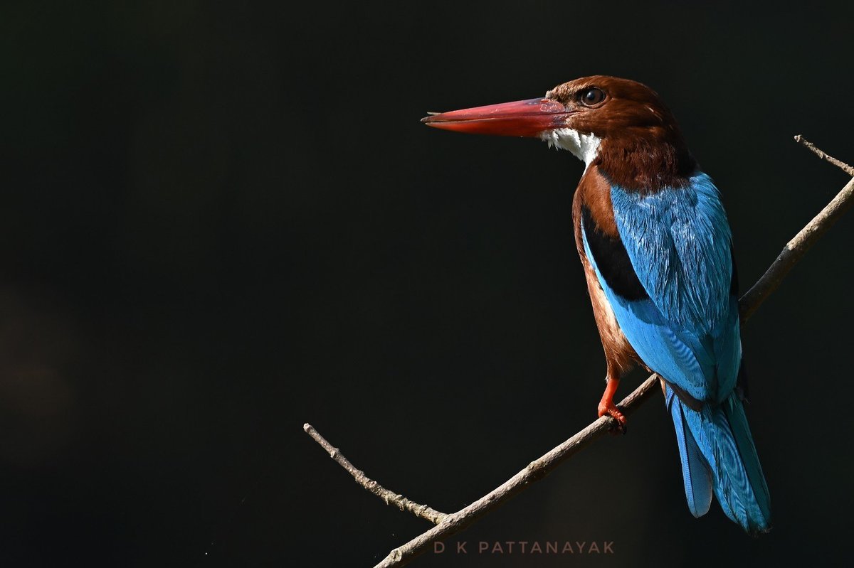 White-throated Kingfisher (Halcyon smyrnensis) caught in early morning sidelight. #IndiAves #ThePhotoHour #BBCWildlifePOTD #natgeoindia #Bhubaneswar #odisha #india