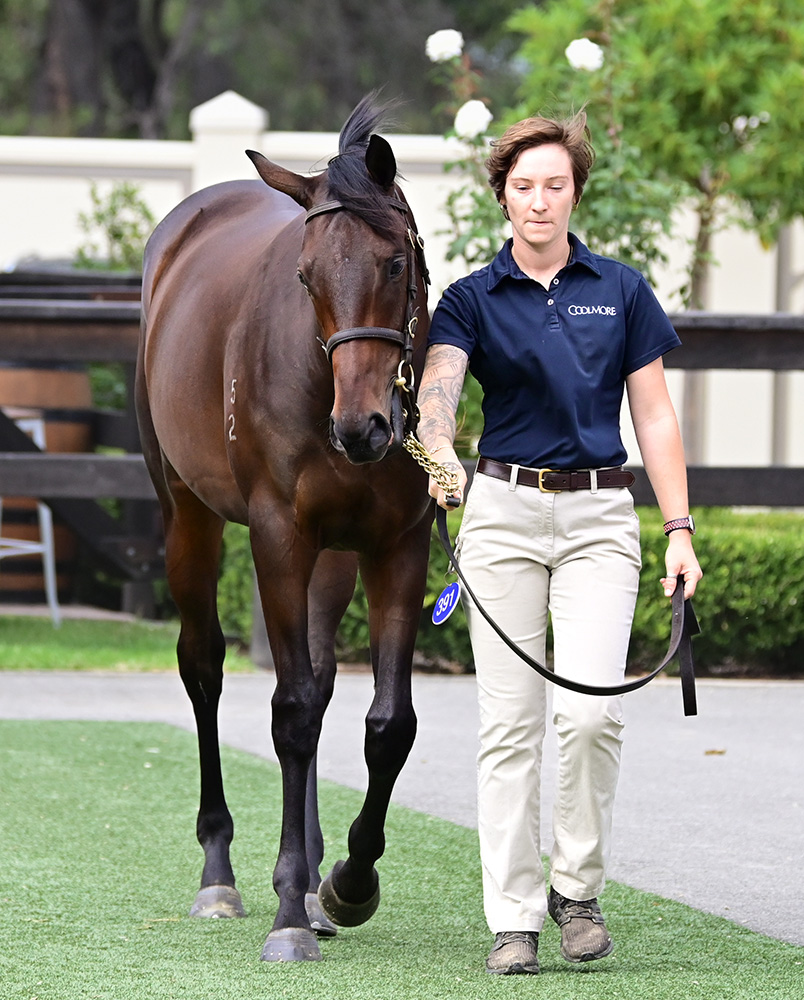 Aushorse tweet media