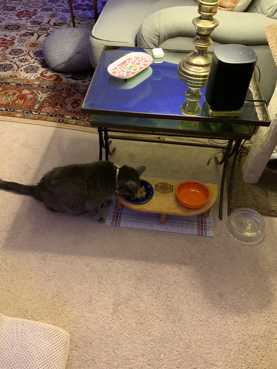 @StrayLiotta I got two feeders now! My dad loves me so much I have a @Strayables1 feeder upstairs in the bedroom now! 😻 Mom and I watch TV in the bedroom upstairs at night and dad brings my dinner 2 upstairs.