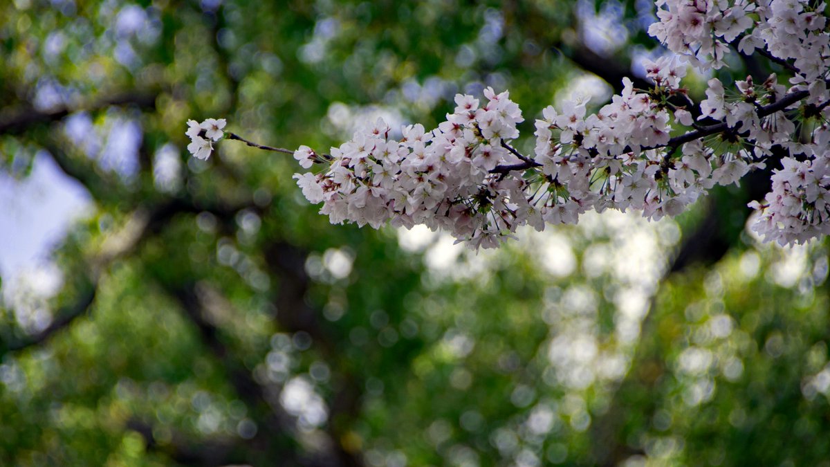 お昼😊🍱 近所の公園で花見🌸 風が強いので、どんどん散っていく🥲🍃🍃🍃