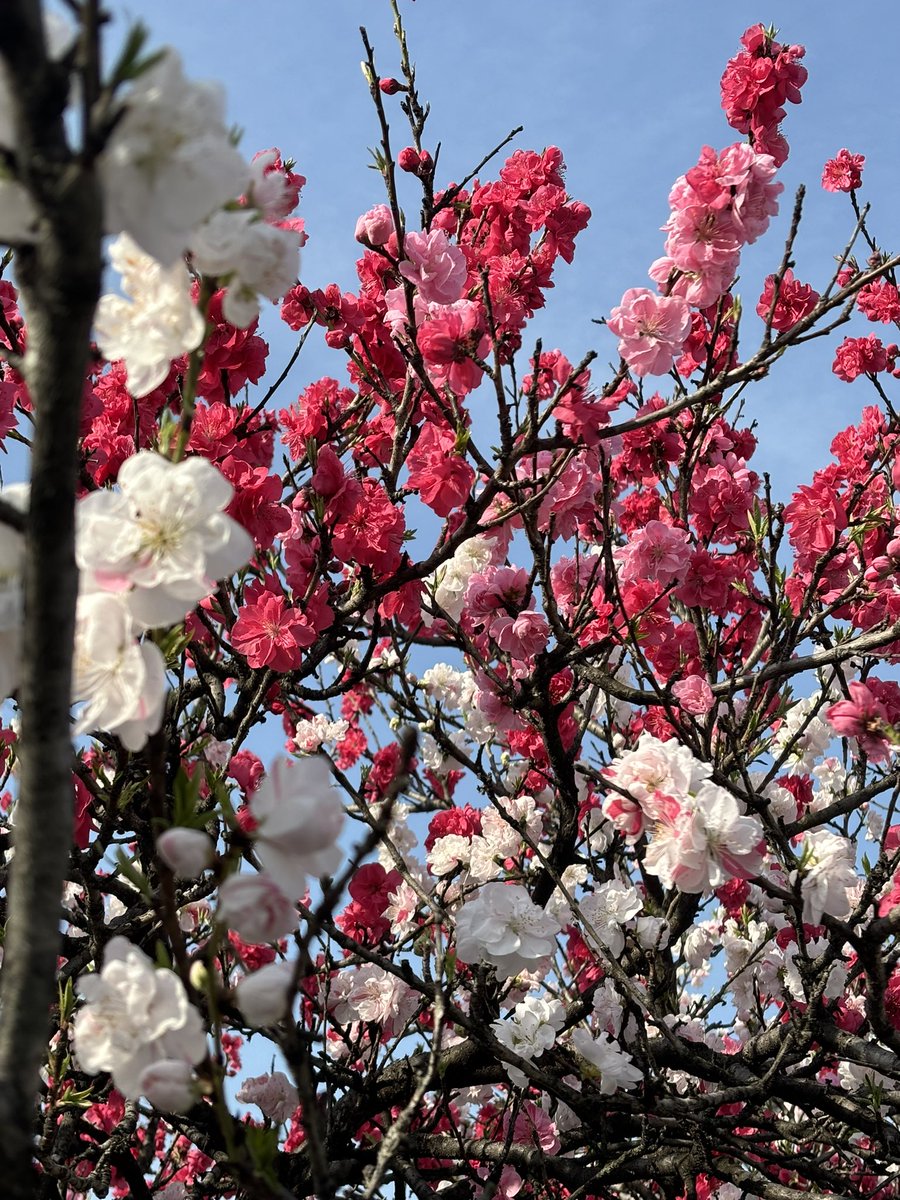 amondule_st's tweet photo. 今年もいい季節になってきました。
週末は名城公園にでも散歩に行こうかな🚶 https://t.co/X78HGDP4KD