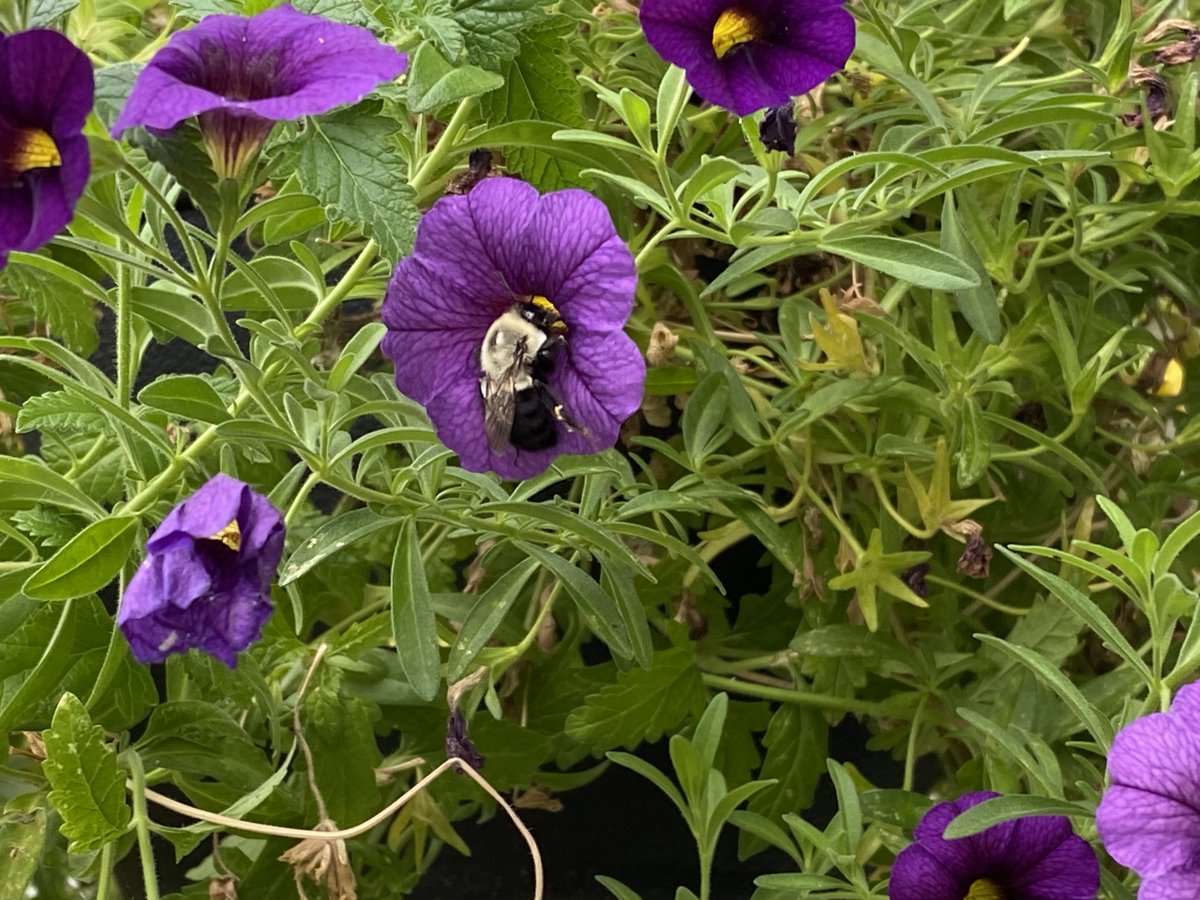 SattvaPublish's tweet image. Hope visited me
And it reminded me
That better times lay ahead
And it would always be there to guide &amp;amp; uplift me
~ Tahlia Hunter

💜🐝💙🐝💚🐝💛🐝💜
#InsectThursday #SaveTheBees #FlowersOnFriday #NatureBeauty #kindness #compassion #hope #InnerPeace #WorldPeace #JoyTrain 💜🐝💛