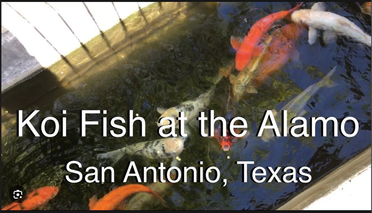 So does my Alamo! 
WE ARE TWINS sorta