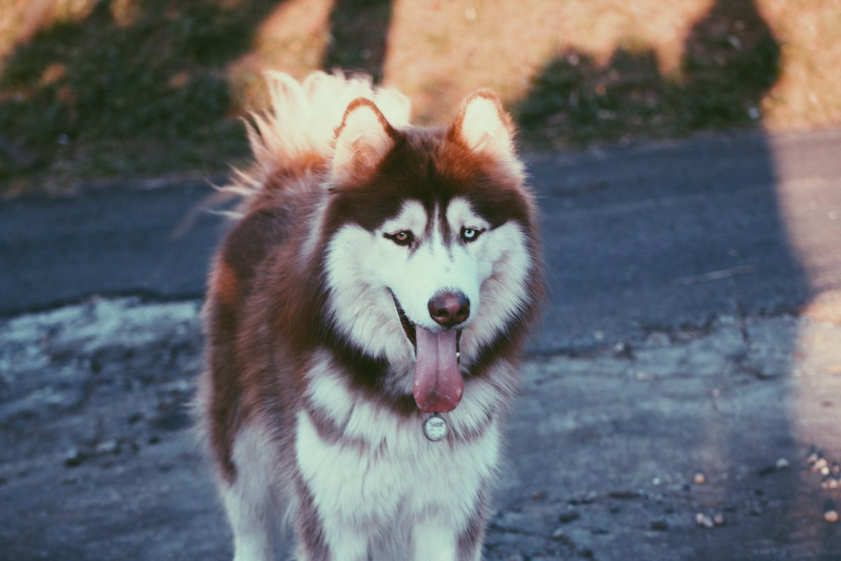 Allison Lobo (@alli_lobo) on Twitter photo 