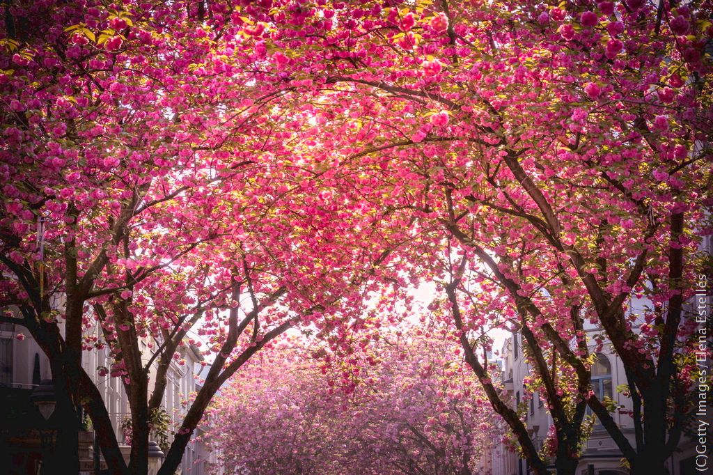 ドイツの桜の名所の中でもSNS上で話題沸騰中なのがベートーヴェンの生誕地ボン。 4月のヘーア通りとブライテ通りは「世界で一番美しい通り」と称され、一目見たい！撮りたい！人々が世界中から集結。 4/13~4/28の土日は歩行者天国となり、お花見日和ですよ。 #GermanySimplyInspiring