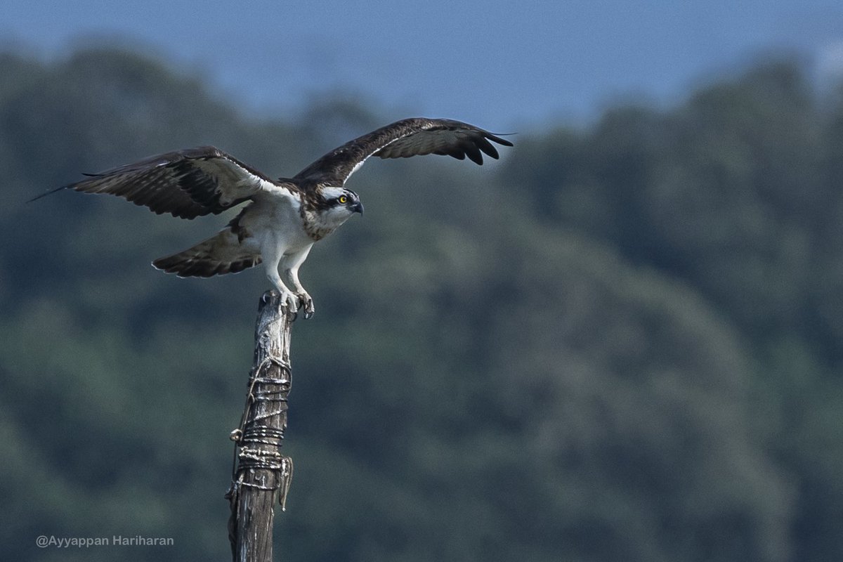 Osprey Pic from Mumbai High seas. #IndiAves #BBCWildlifePOTD #natgeoindia #ThePhotoHour #SonyAlpha
