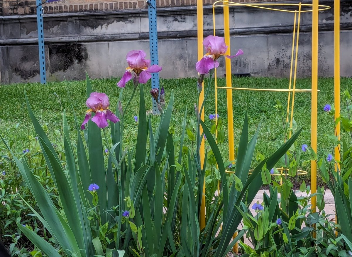 Almost forgot to share this one. I snapped it this morning from my car at a traffic stop. Look at all the pretty purple! #FlowersForHobi #Borahae 💜