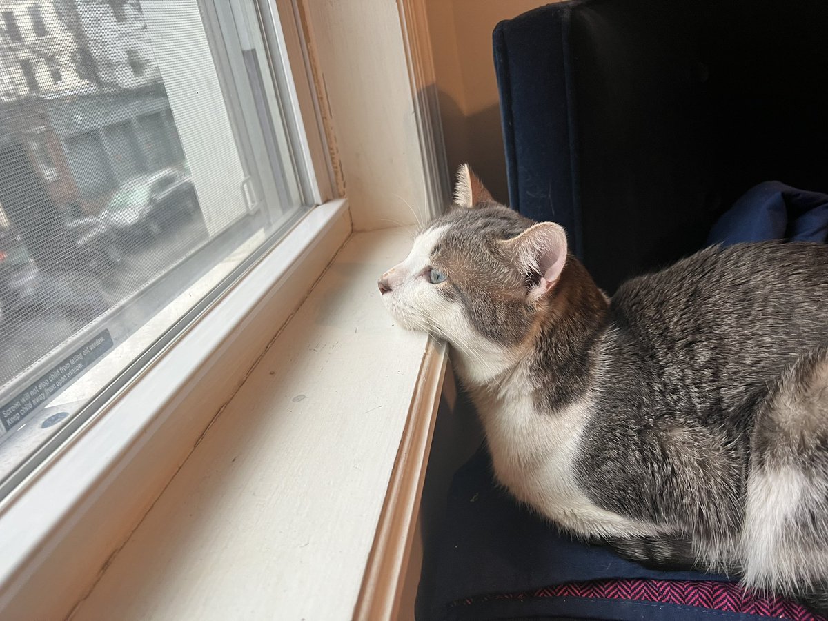 Cats are great