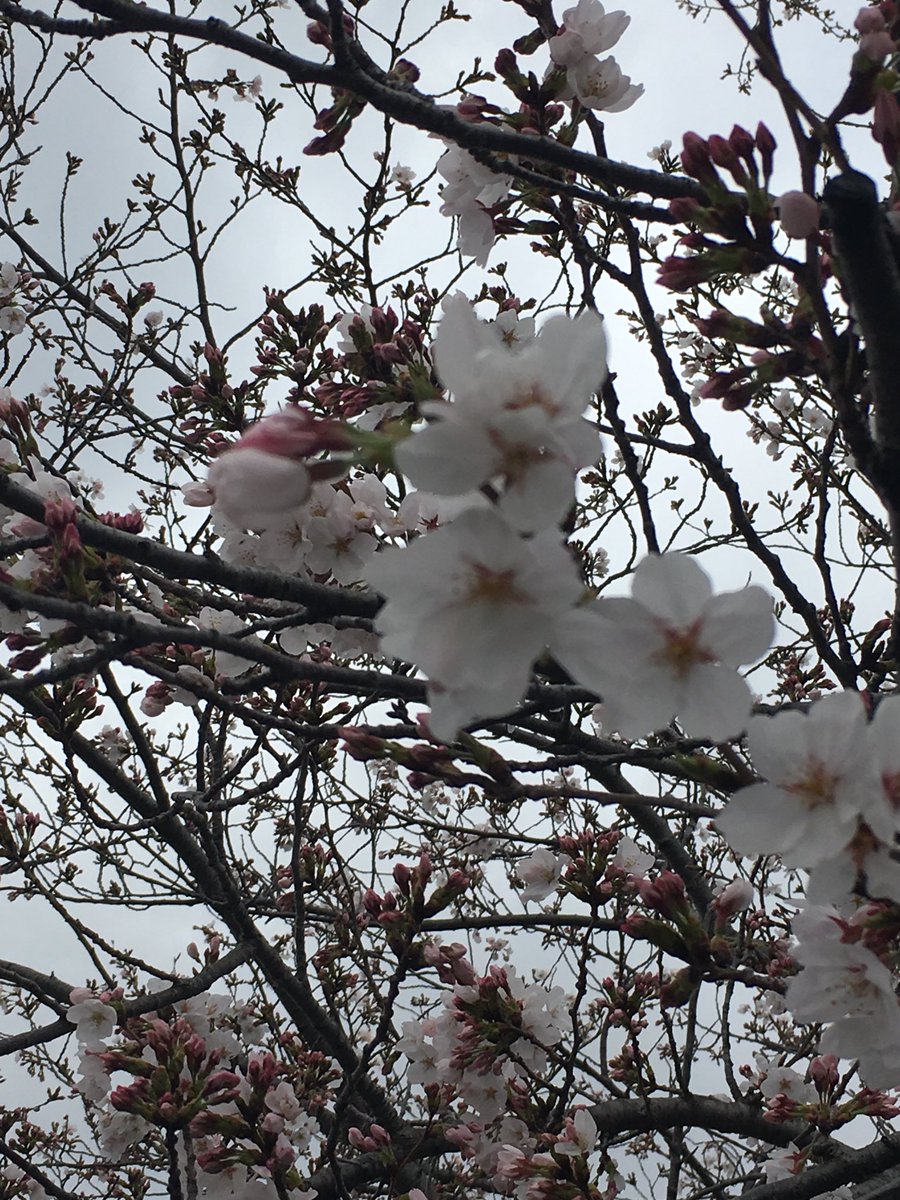 数日前につぼみだったけど、桜が一気に花を咲かせている。 忙しい合間に、おにぎり持って川沿いで一人花見。たくさんの人混みは好きではないので、のんびり花と景色を眺めるのがいい。 さて気分転換の後、市職員招いてのレクチャー、そして３月議会報告の全戸ビラ作成の作業に突入。